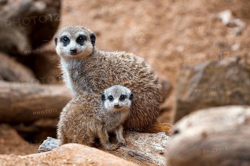 A vertical shot of a cute meerkat sitting on a wood piece. Meerkat or suricate adult and juvenile