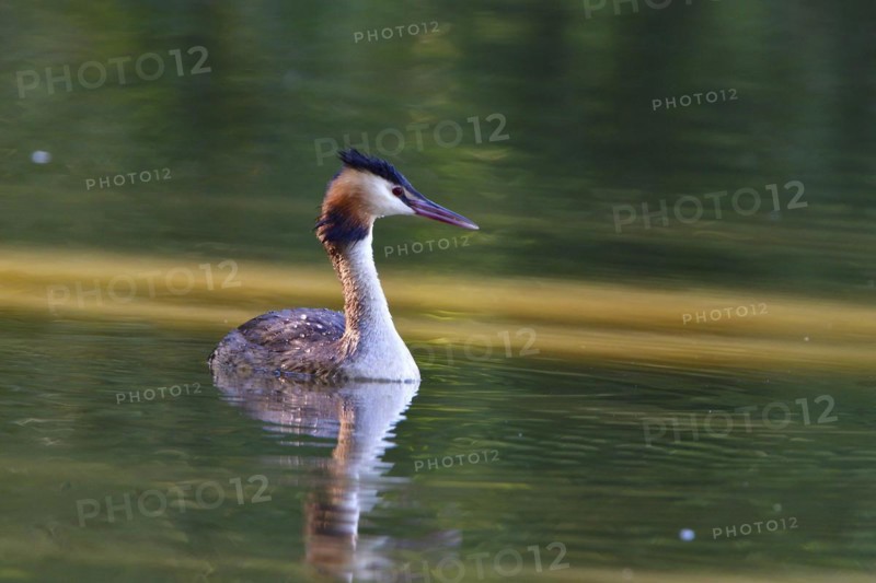 Great crested grebe fishing in a lake. Great crested grebe in the morning sun