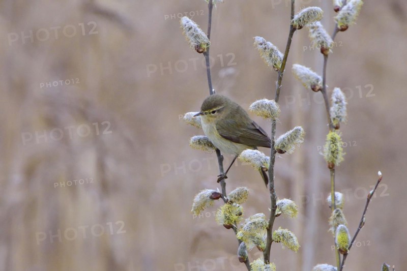 Common chiffchaff in spring