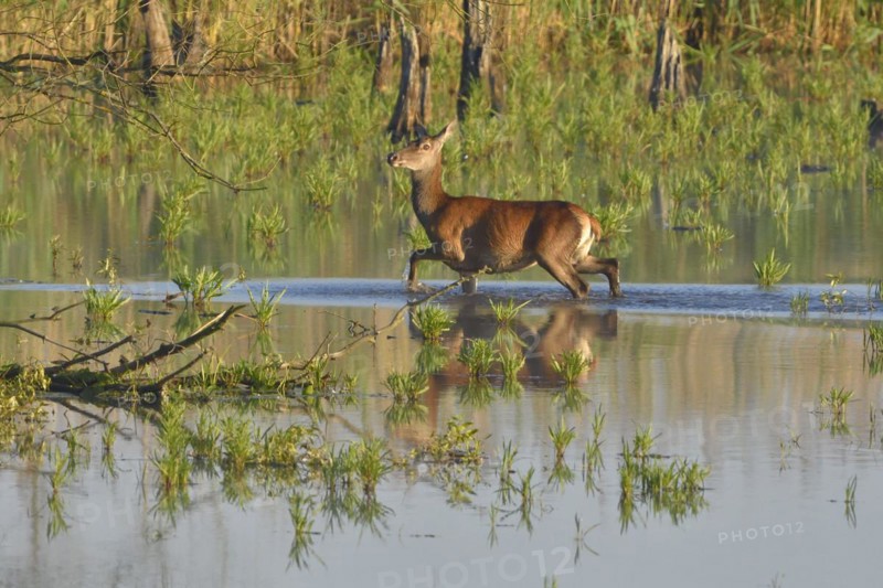 Red deer in Lusatia, near Foerstgen. Red Deer (Cervus elaphus) Germany, Germany, Europe