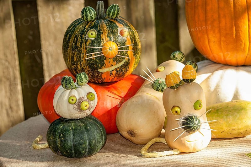 Several pumpkins differently carved and painted, representing funny cat faces, borken, münsterland, germany