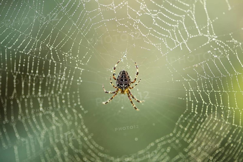 Spider is doing the web, macro view