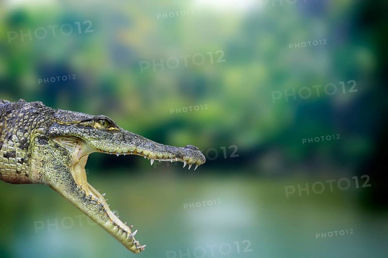 Crocodile photomount in Riviera Maya of Mayan Mexico