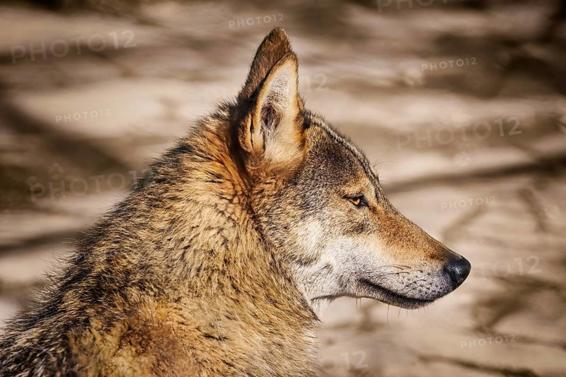 Portrait of the Wolf Looking Ahead Varna, Bulgaria, Europe