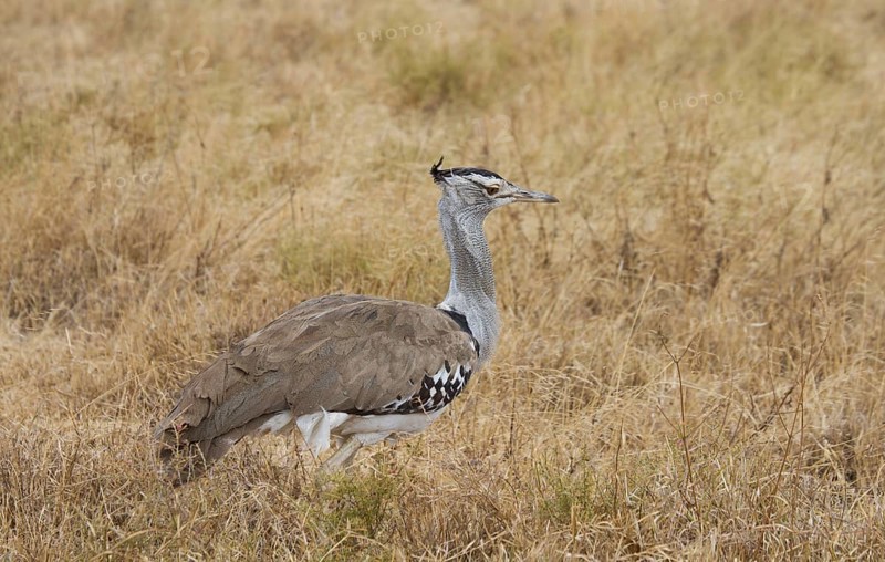 Kori Trappe, Ngorongoro Crater, Tanzania, Africa Tanzania, Africa