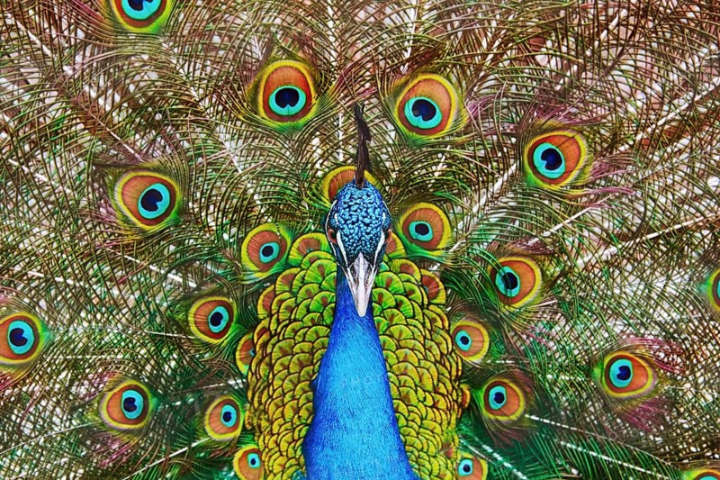 Portrait Of The Peacock During Courtship Display Varna, Bulgaria, Europe