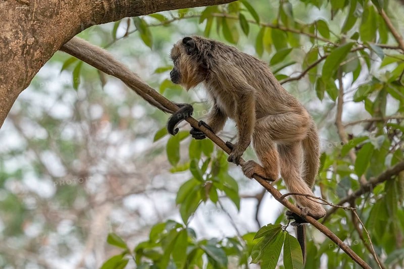 Black howler (Alouatta), juvenile, Pantanal, inland, wetland, UNESCO Biosphere Reserve, World Heritage Site, wetland biotope, Mato Grosso, Brazil, South America