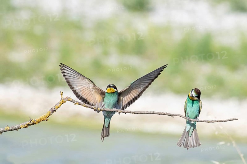 Merops apiaster, italy