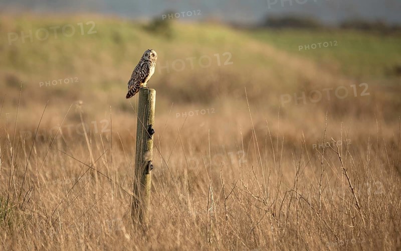 Wild Owl in Nature, Color Image, Northern California, USA, North America
