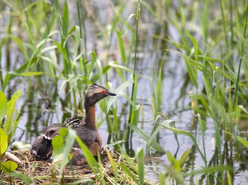 Horned Grebe and babies in Saskatchewan Canada