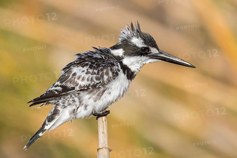 Grey kingfisher, (Ceryle rudis), Alcyon pie, family of kingfishers, animals, birds, Israel, Asia