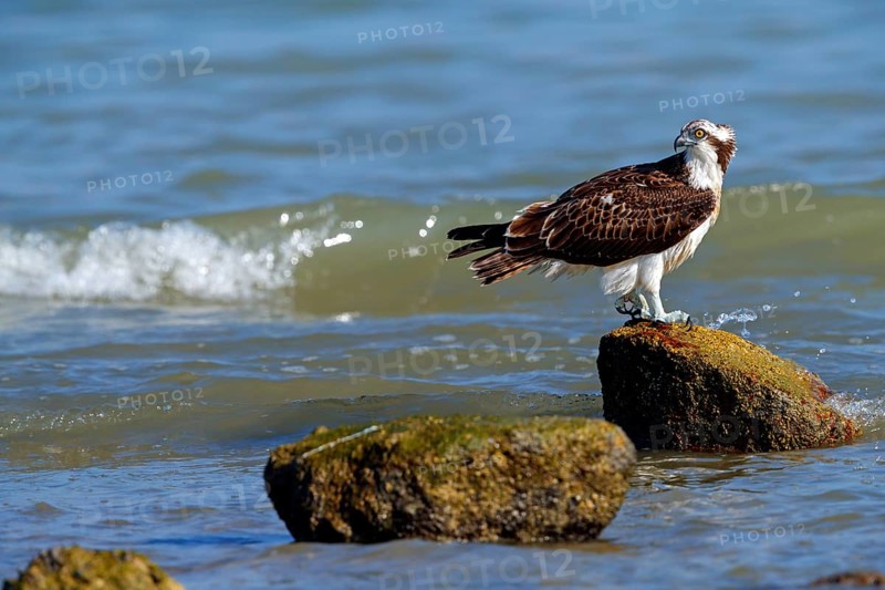 An osprey looking for food, (Pandiaon haliaetus), family of birds of prey, biotope, habitat, standing on a stone in the water, Raysut, Salalah, Dhofar, Oman, Asia