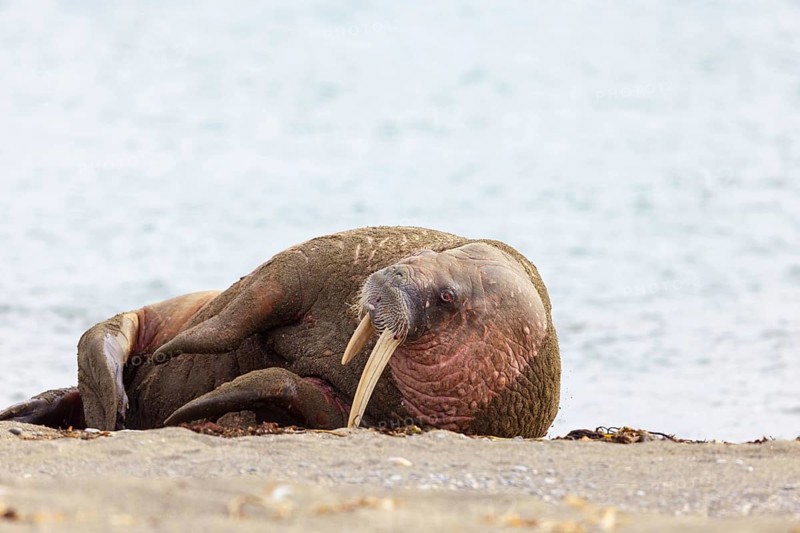 Walrus, (Odobenus rosmarus), (Trichechus rosmarus), animals, mammals, Spitsbergen, Longyearbyen, Svalbard Spitsbergen, Norway, Europe