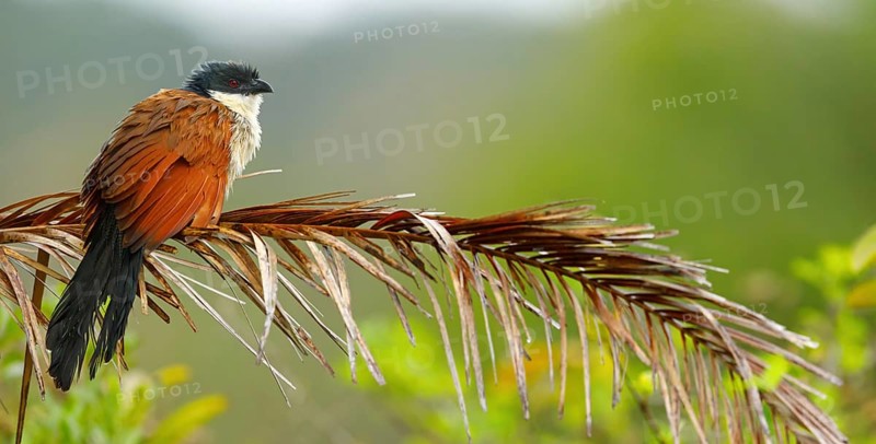 Tiputip, White-browed Coucal, (Burchells Coucal), Centropus superciliosus burchelli, White-browed Spur-winged Cuckoo, animals, birds, iSimangaliso Wetland Park, St. Lucia, KwaZulu-Natal, South Africa, Africa
