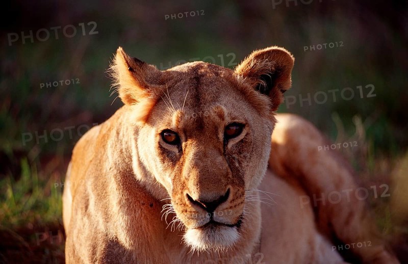 Female lion, lion, Panthera leo, South Africa, Schotia Game Park, Africa