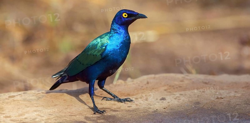 Purple glossy starling, (Lamprotornis purpureus), Africa, Gambia, Tendaba camp / Tendaba photo hid, Kwinella, South Bank, Gambia, Africa