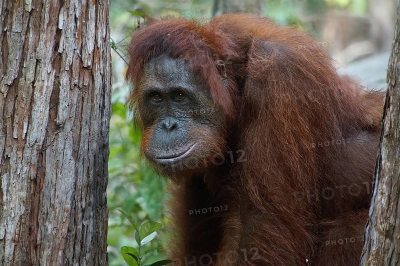 Animal, animals, mammal, mammals, orangutans, Borneo, primates, great apes