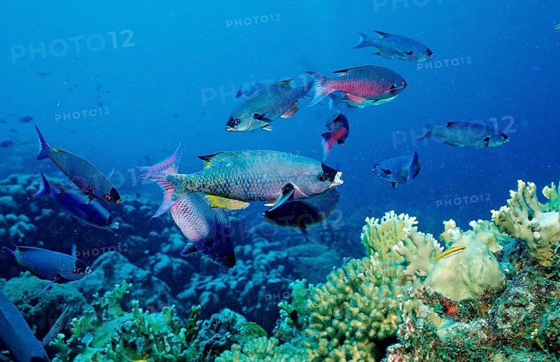 Creole wrasse, Clepticus parrai, Netherlands Antilles, Bonaire, Caribbean, Caribbean Sea