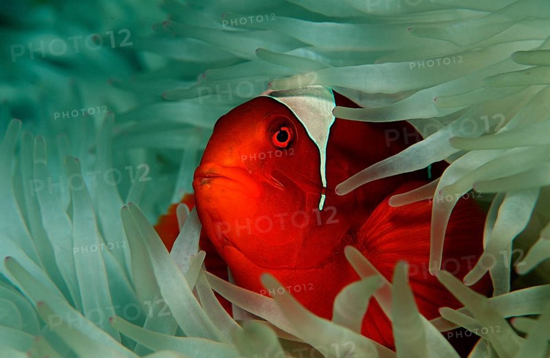Spiny Amphiprion Pacificus, Premnas aculeatus, Papua New Guinea, Pacific Ocean, Oceania