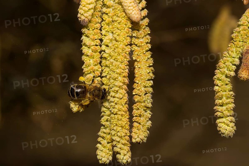 Common hazel (Corylus avellana)