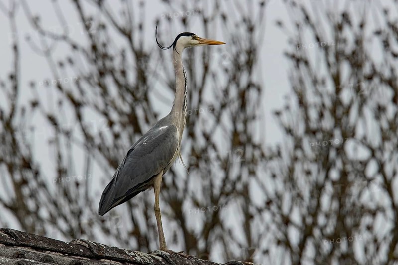 Grey heron (Ardea cinerea)