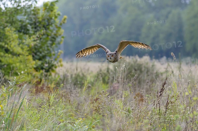 Eurasian Eagle-owl (Bubo bubo)