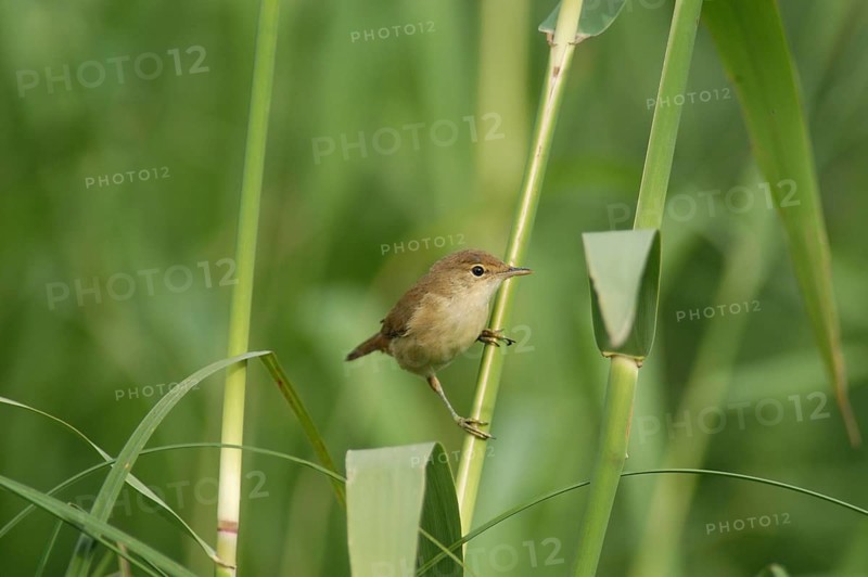 Reed Warbler (Acrocephalus scirpaceus)