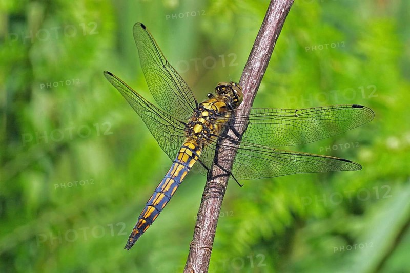 Black-tailed Skimmer, female (Orthetrum cancellatum)