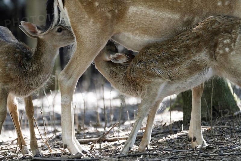 Fallow deer (Dama dama)