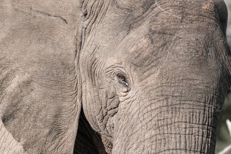 African elephant (Loxodonta africana)