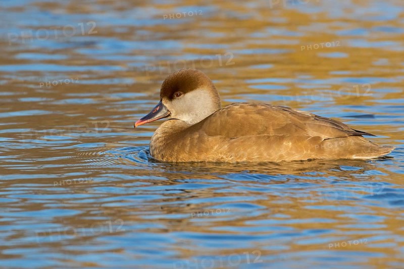 Red-crested Pochard, (Netta rufina), Red-crested Pochard swimming in water, Duck family, Ducks, Luisenpark, Mannheim, Baden-Würrttemberg, Federal Republic of Germany
