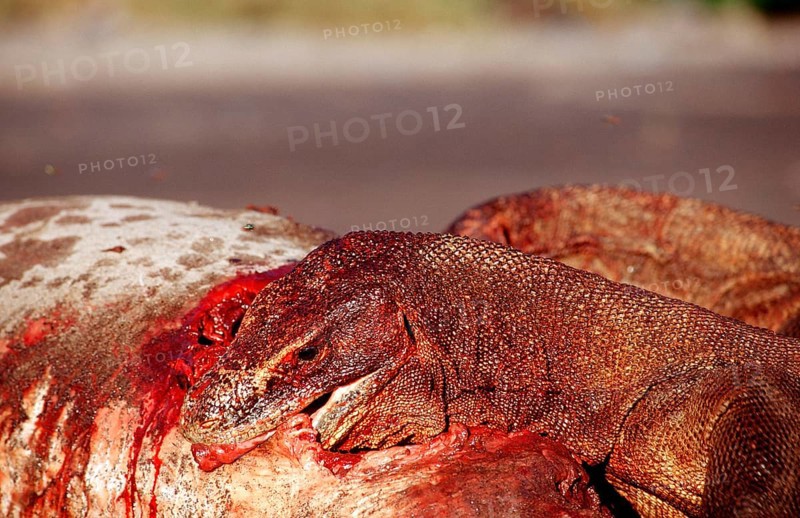 Komodo dragons eat dead dolphin, Varanus komodoensis, Rinca, Komodo National Park, Indonesia, Asia