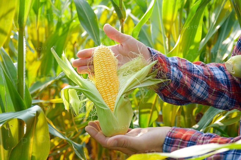 Harvest ready unwrapped corn cobs in farmer's hands