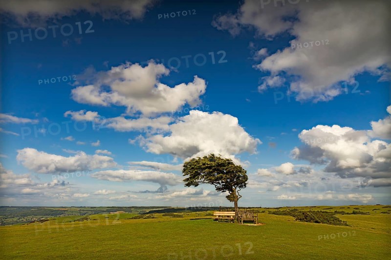 Tree with sun at Cleeve Hill on a windy day, Cotswolds, England, United Kingdom, Europe