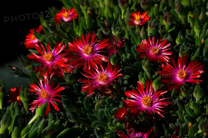 Midday flower