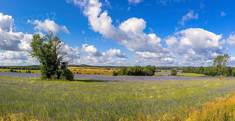 Flowering meadows Selketal Harz near Stiege