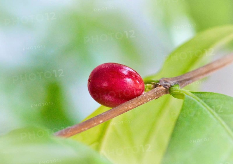 Coffee cherry