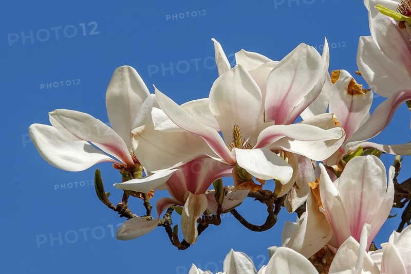 Blossoms of the tulip magnolia (Magnolia × soulangeana) Blloming flowers of the saucer magnolia (Magnolia × soulangeana) . With blue sky. Spring blossom