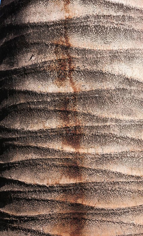 This photo shows the interesting structured patternof a palm bark, which caught my eye in Santiago de Chile