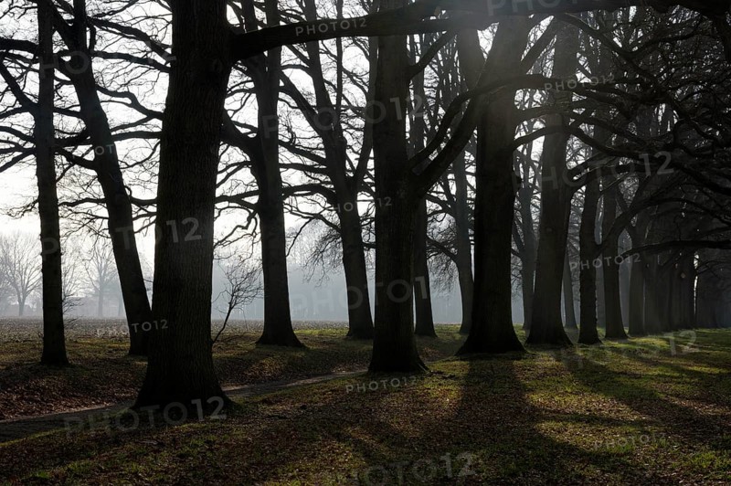 Lane of beeches on the manorial estate den Bramel near Vorden in the Dutch region Achterhoek