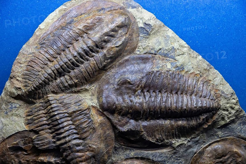 A picture of Trilobites Fossils at the Natural History Museum of Oslo