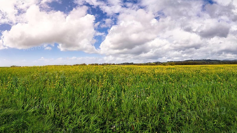 A vast expanse of yellow mustard flowers in Northern California