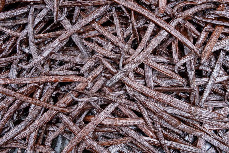 Vanilla (vanilla) fermented pods, Indian Ocean, island, Mauritius, Africa
