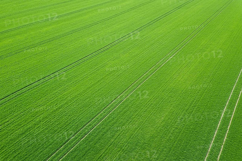 Green field spring season. Aerial view. Wheat