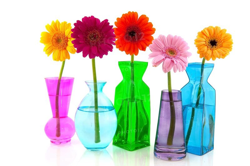 Colorful Gerber flowers in glass modern vases