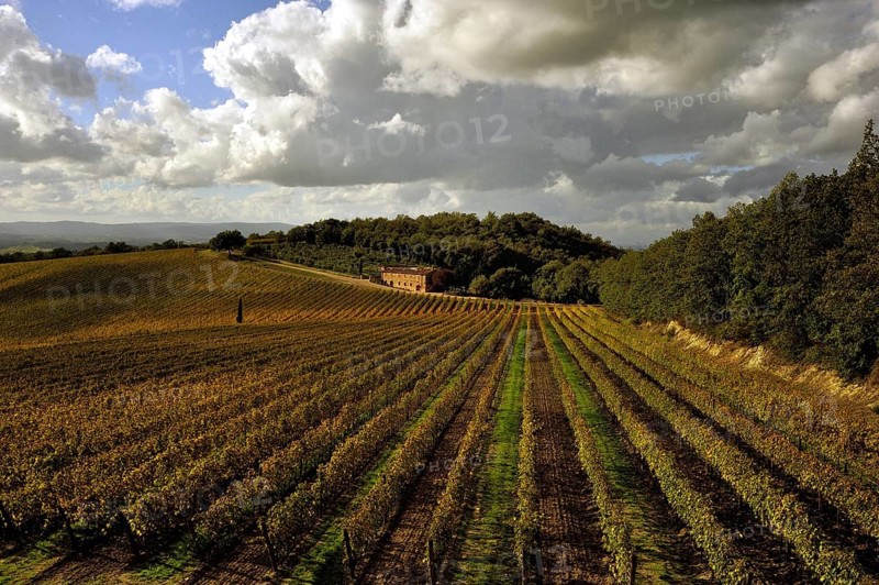 Autum paints the vineyards with yellow and red tones