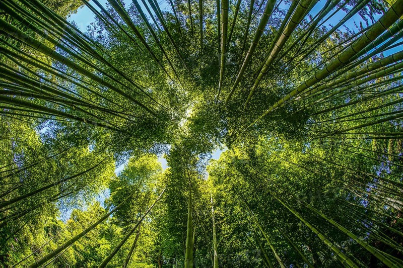 The sun peek from bamboo grove. Shooting Location: Kamakura, Kanagawa Prefecture