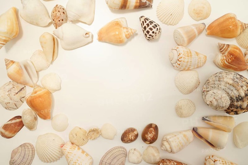 Scattered seashell (with text space). Shooting Location: Kamakura City, Kanagawa Prefecture