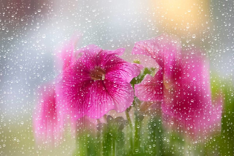 Beautiful petunia blossoms blurred through glass with raindrops