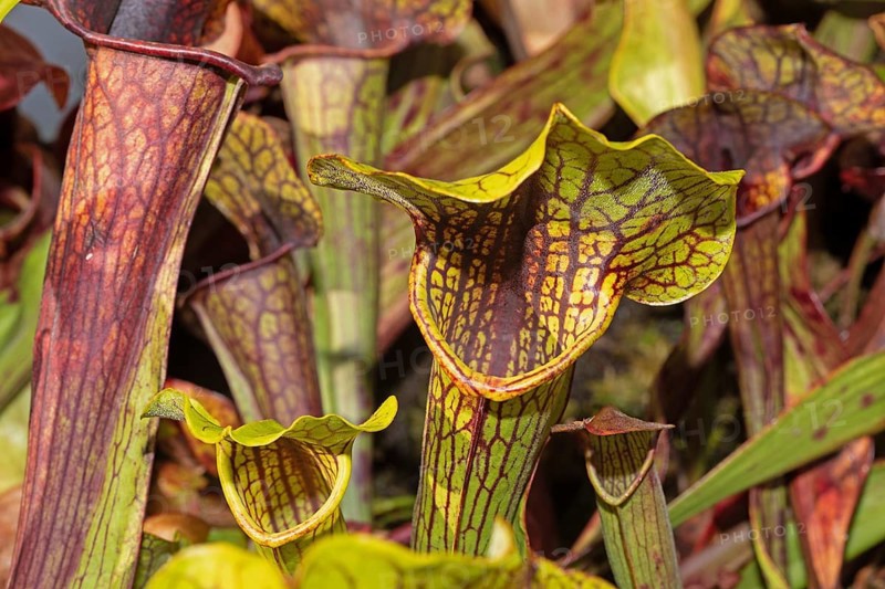 Venus flytrap green-brown trap leaves next to each other